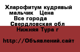 Хларофитум кудрявый мальчик › Цена ­ 30 - Все города  »    . Свердловская обл.,Нижняя Тура г.